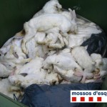 conills morts – Foto Mossos d'Esquadra – La Veu de l'Anoia – VeuAnoia.cat