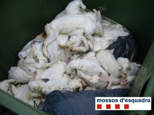 Conills morts a un contenidor