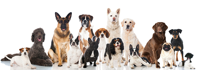 Dia Mundial del Gos: Els beneficis de tenir un gos com a mascota