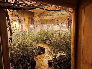 Dos detinguts en un operatiu dels Mossos contra el tràfic de marihuana a Vilanova del Camí