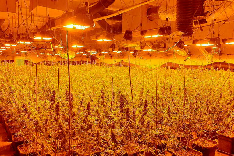 Imatge de la plantació de marihuana trobada pels Mossos a Igualada, amb més de 900 plantes.