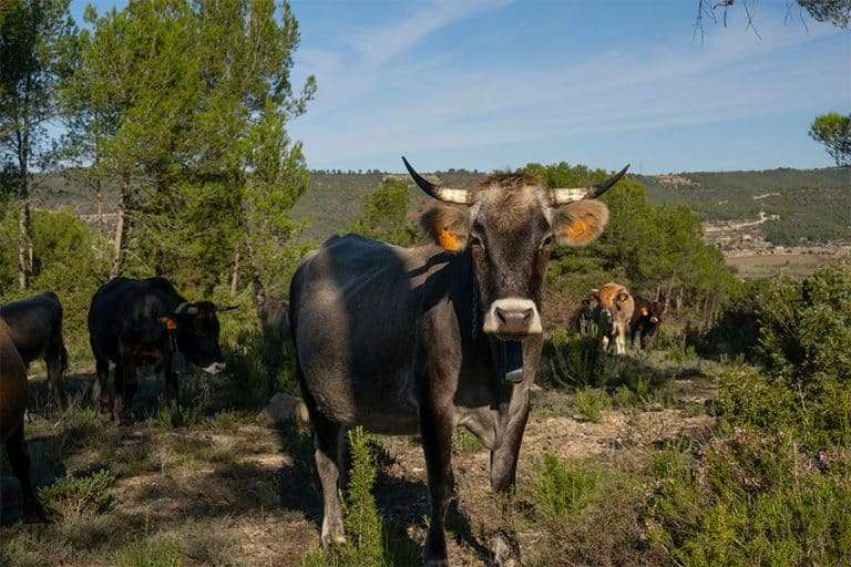 ramats prevencio incendis anoia